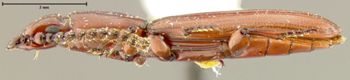 Media type: image;   Entomology 33347 Aspect: habitus lateral view